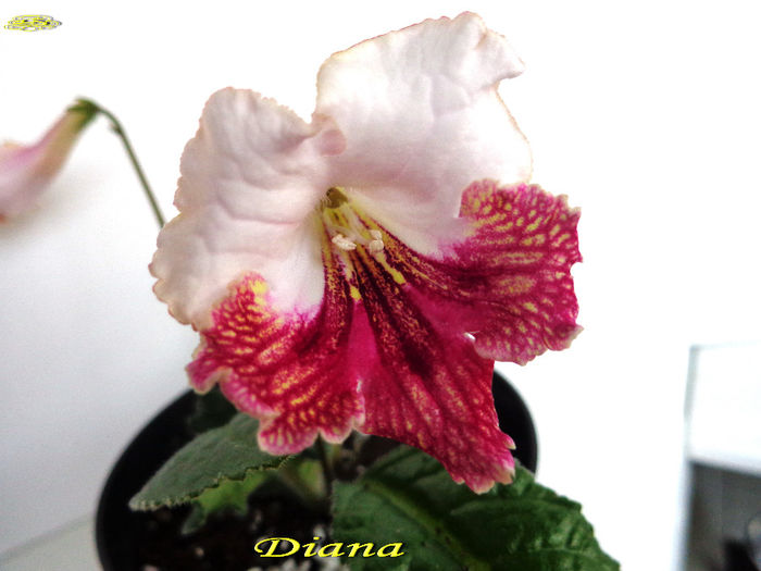 Diana (3-XI-2013) - Streptocarpusi 2013