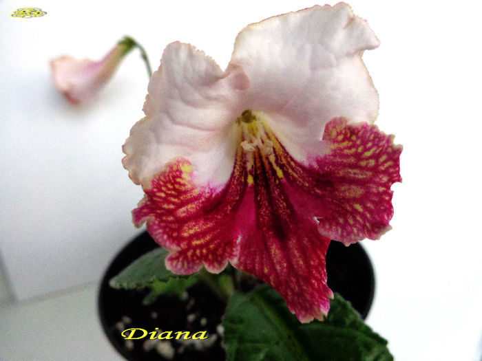 Diana (3-XI-2013) - Streptocarpusi 2013