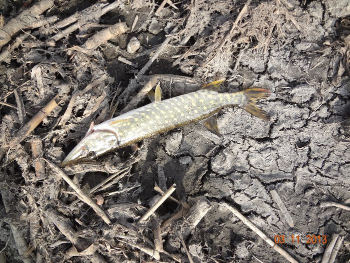 Cam micuta, eu o lasam sa traiasca