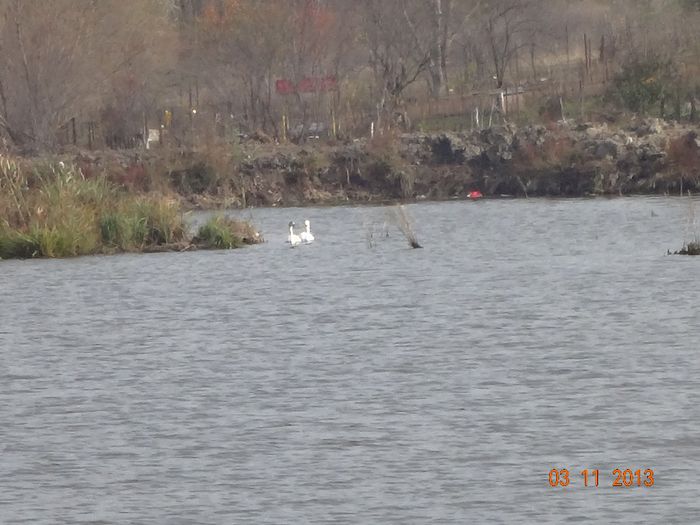 Lebede ratacite pe Cociovalistea