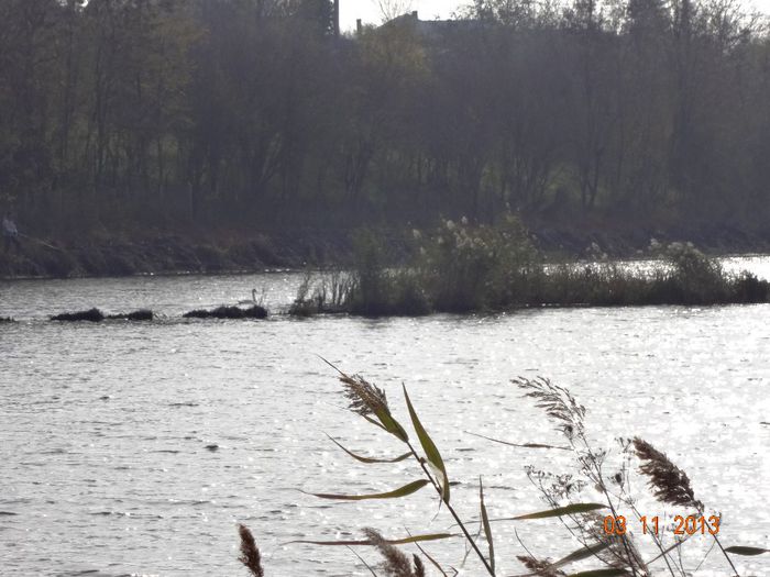 Lebede ratacite pe Cociovalistea