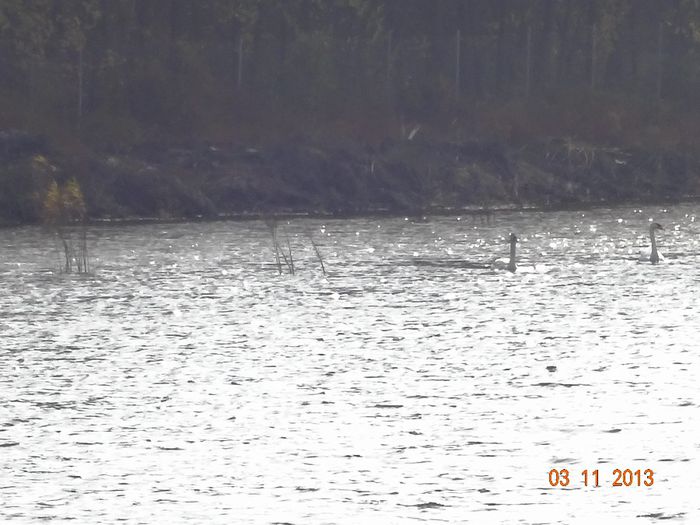 Lebede ratacite pe Cociovalistea