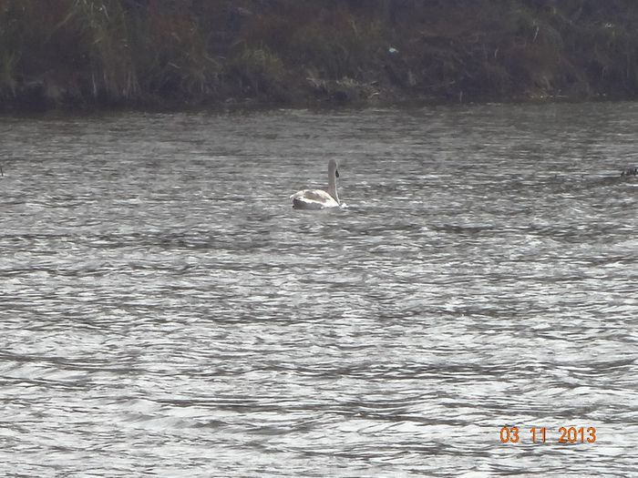 Lebede ratacite pe Cociovalistea