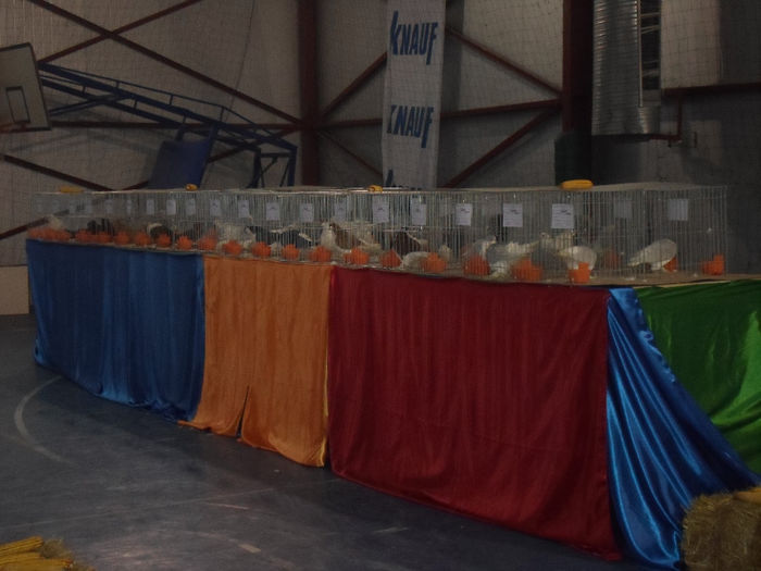  - Expozitie Ianuarie 2013 Lipova