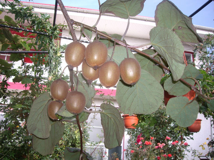 IMGP5631 - toamna 2013