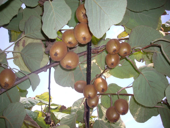 IMGP5632 - toamna 2013