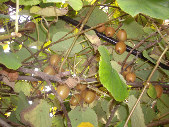 IMGP5637 - toamna 2013