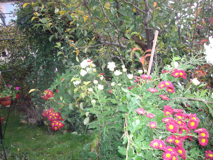 IMGP5604 - toamna 2013