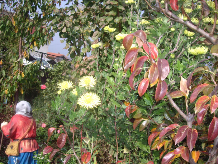 IMGP5615 - toamna 2013