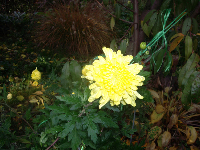 IMGP5627 - toamna 2013