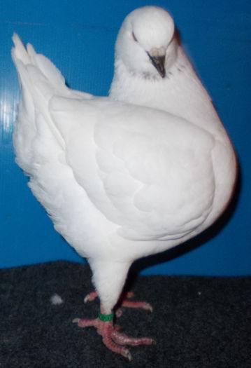 DSCN4291 - pui king 2013 DE VANZARE