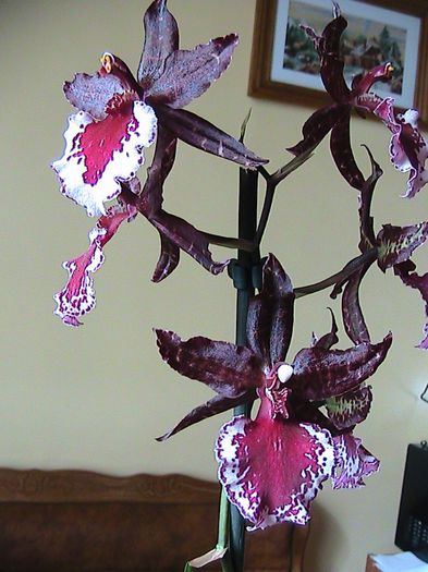 Odontoglossum Remember Black From 2013.11.03