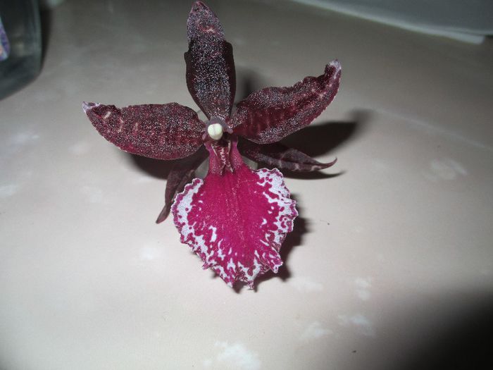 Odontoglossum Remember Black From 2013.11.03 4