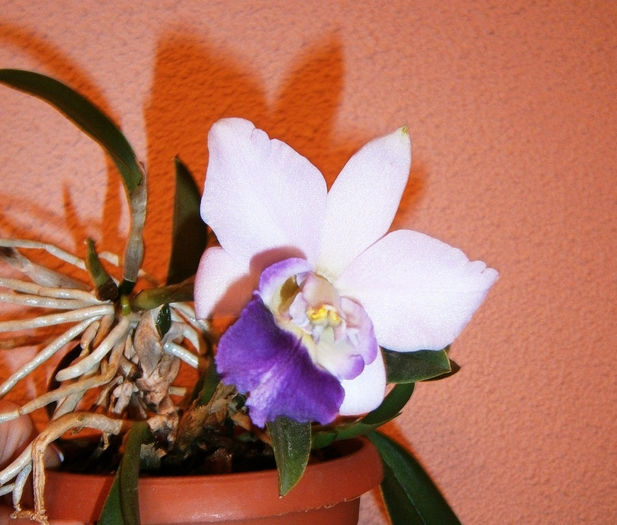 PB030977 - Reinfloriri orhidee 2013