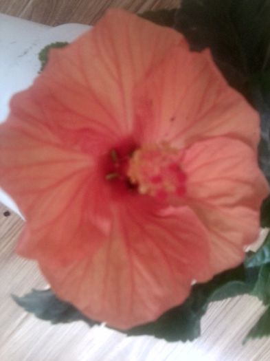 Fotografie8996 - hibiscusi 2013-5