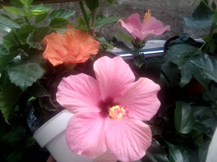 5.11 - hibiscusi 2013-5