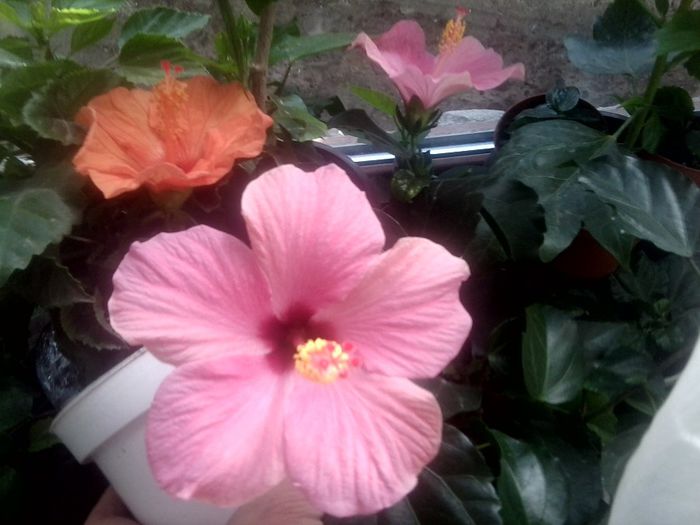 Fotografie9000 - hibiscusi 2013-5