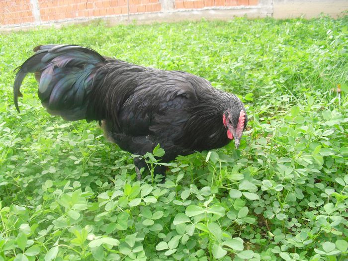 CIMG5724 - Australorp 2