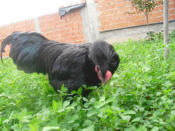 CIMG5726 - Australorp 2