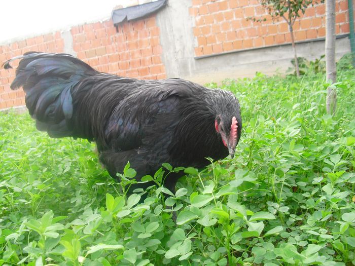 CIMG5727 - Australorp 2