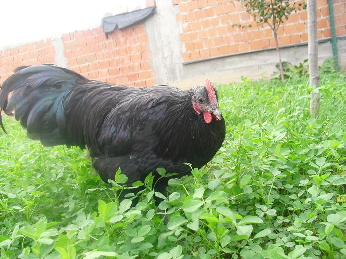 CIMG5728 - Australorp 2