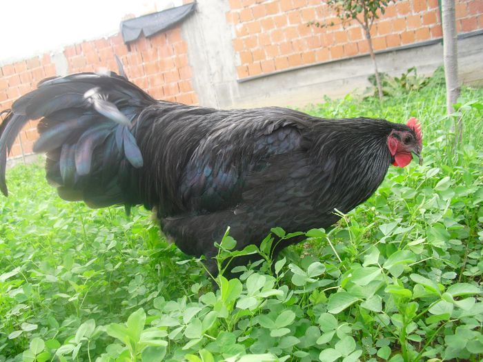 CIMG5729 - Australorp 2