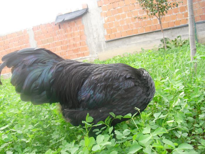 CIMG5730 - Australorp 2