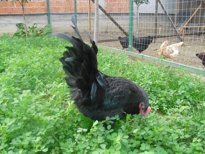 CIMG5732 - Australorp 2