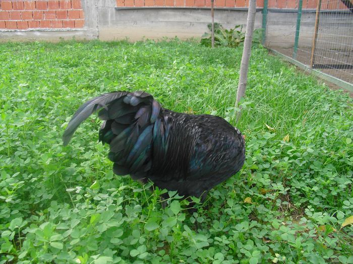 CIMG5734 - Australorp 2