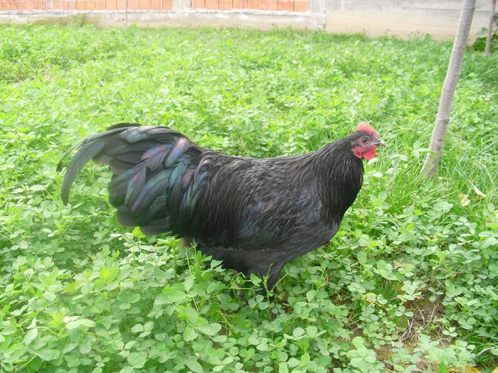 CIMG5735 - Australorp 2