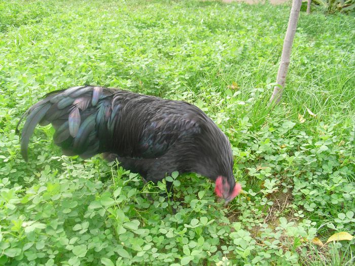 CIMG5736 - Australorp 2