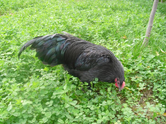 CIMG5737 - Australorp 2