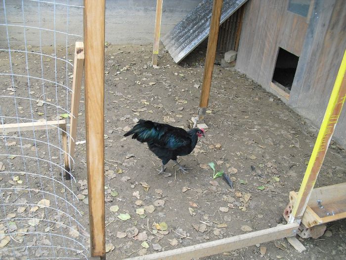 CIMG5742 - Australorp 2