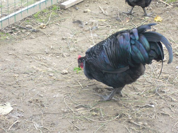 CIMG5754 - i AUSTRALORP