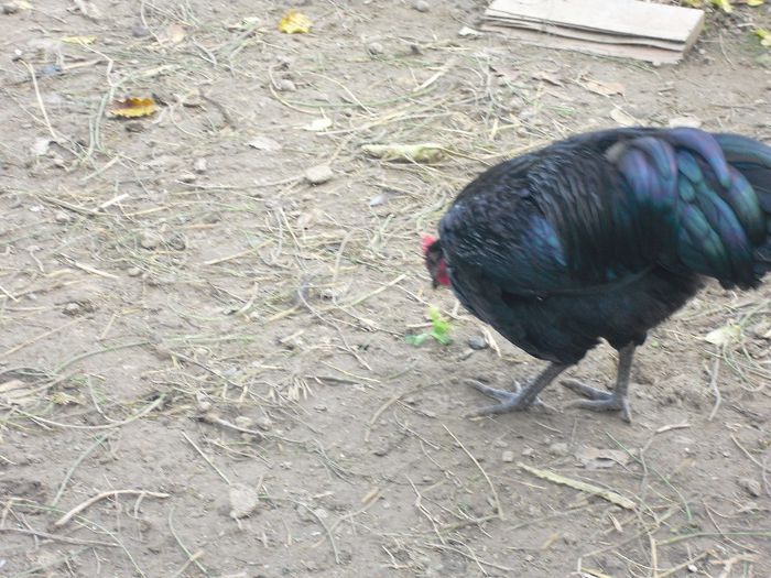 CIMG5753 - Australorp 2