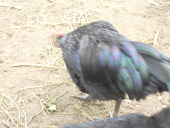 CIMG5756 - Australorp 2
