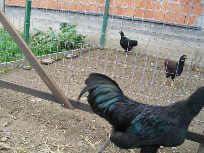 CIMG5762 - i AUSTRALORP