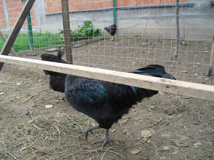 CIMG5761 - Australorp 2