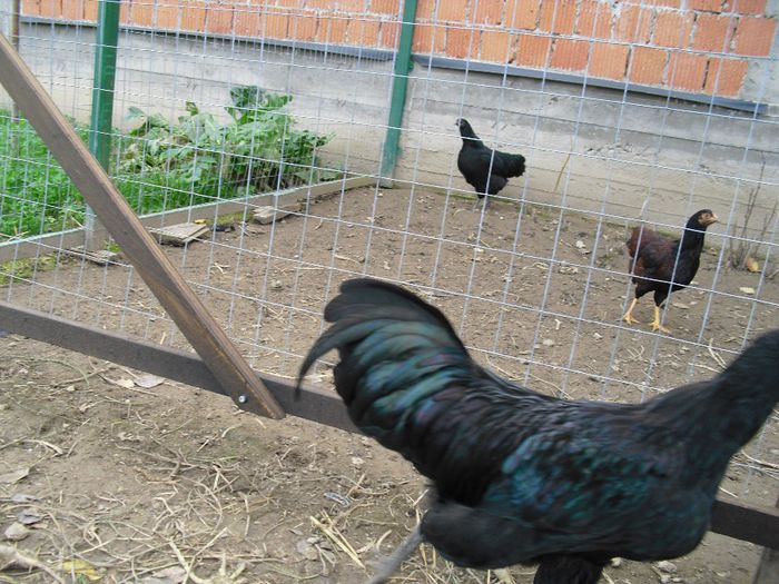 CIMG5762 - Australorp 2
