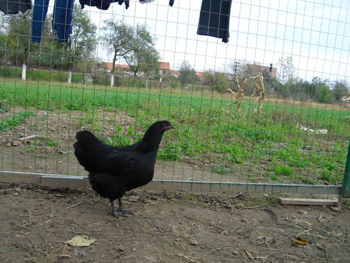 CIMG5764 - Australorp 2