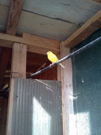 IMG118 - canari