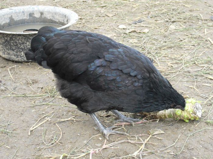 CIMG5784 - i AUSTRALORP