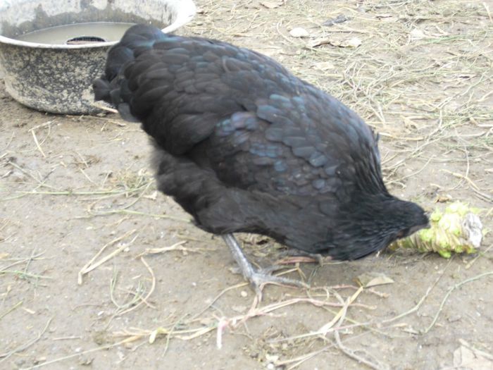 CIMG5785 - i AUSTRALORP