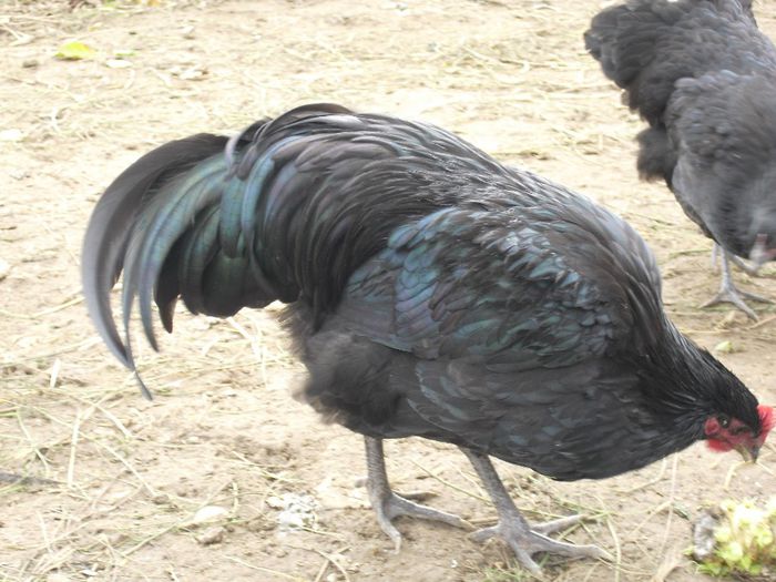 CIMG5787 - i AUSTRALORP