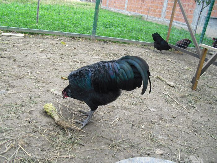 CIMG5794 - i AUSTRALORP