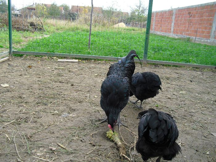 CIMG5799 - Australorp 2
