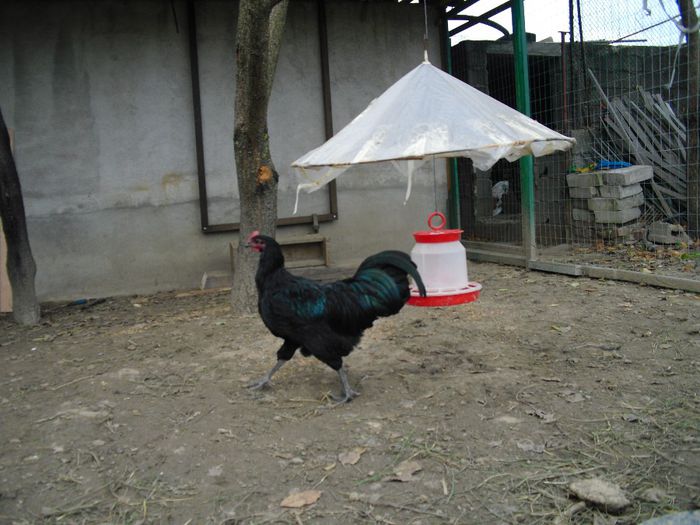 CIMG5801 - Australorp 2