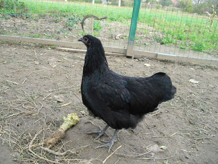 CIMG5804 - Australorp 2