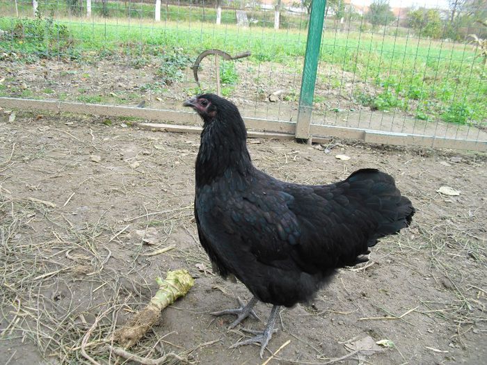 CIMG5805 - i AUSTRALORP