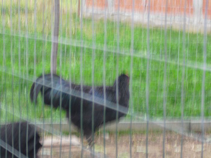 CIMG5821 - Australorp 2